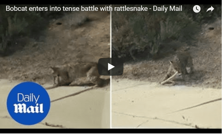 Bobcat And Rattlesnake Go At It In A Titanic Struggle For Survival