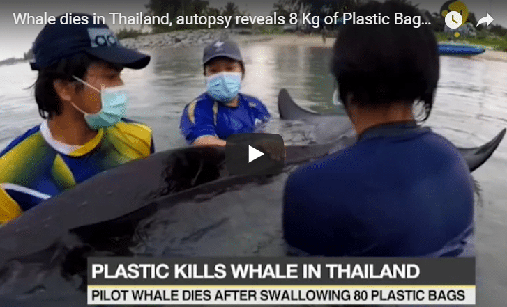 Plastic Pollution Is An Existential Threat To The World’s Sea Life