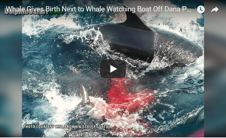 Incredibly Rare Footage Of Live Wild Birth Of False Killer Whale