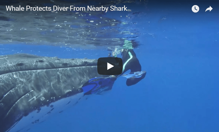 Amazing Footage Of Humpback Protecting Diver From Shark