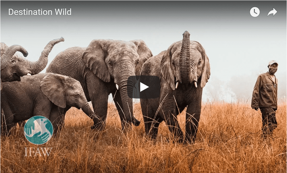 Watch The Moment Rehabilitated Elephants Are Released Back Into The Wild