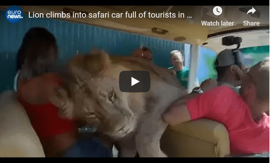 Lion Safari