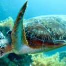 The Disturbing Disappearance Of Turtles