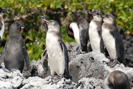 Adopt a Galapagos penguin