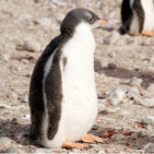 Adopt a Galapagos penguin