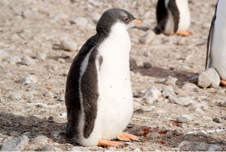 Adopt a Galapagos penguin
