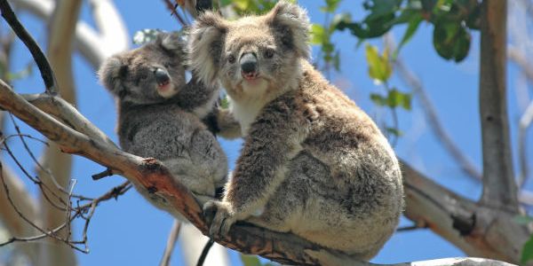 Koalas Are As In Much Danger As Orangutans Says WWF