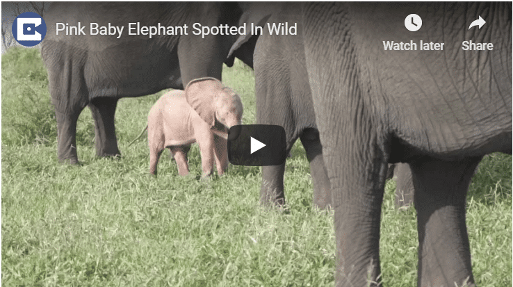 Check Out This Rare Pink Elephant Calf