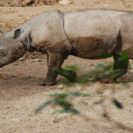 Resurrecting Sumatran Rhinos