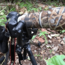 Magical Macaque Photographer 