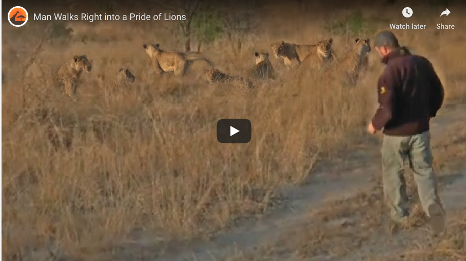 Safari Guide Lands In A Lion Mess