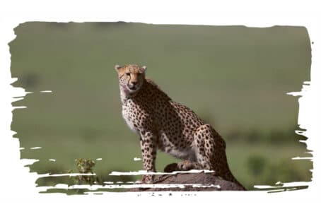 Adopt a Cheetah