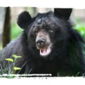 Adopt a Moon Bear