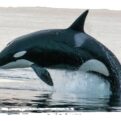 Adopt an Orca