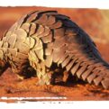 Adopt a Pangolin