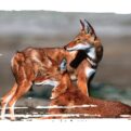 Adopt an Ethiopian Wolf