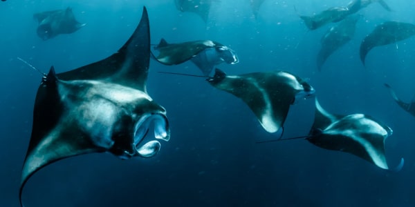 MantaRay