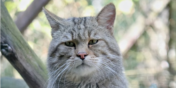 Wildcat