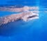 Are Ships To Blame For Whale Shark Decline?