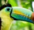 Are Tropical Birds More Colourful?